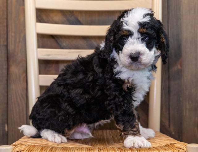 A picture of a XXX, one of our Mini Bernedoodles puppies that went to their home in Iowa