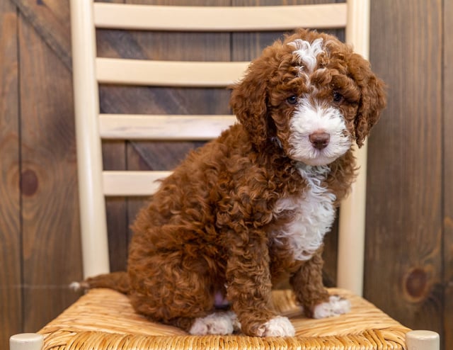 A picture of a Jax, one of our Mini Australian Goldendoodles puppies that went to their home in South Dakota