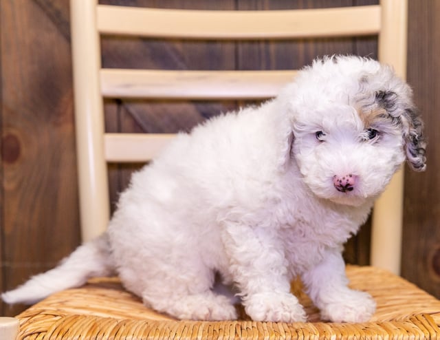 A picture of a Fairy, one of our Petite Sheepadoodles puppies that went to their home in Wisconsin