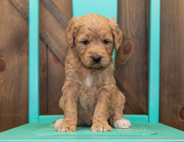 Gorgeous Standard Goldendoodles available for sale!