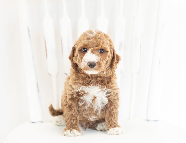 A picture of a Miles, one of our Mini Goldendoodles puppies that went to their home in Iowa