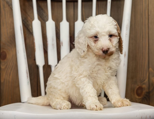 A picture of a Frosty, one of our Standard Goldendoodles puppies that went to their home in California