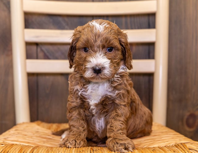 James came from Paisley and Houston's litter of Multigen Australian Goldendoodles