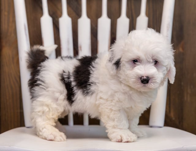 A picture of a Ava, one of our  Sheepadoodles puppies that went to their home in South Dakota