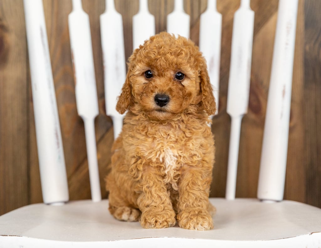 These Goldendoodles were bred by Poodles 2 Doodles, their mother is Berkeley and their father is Taylor
