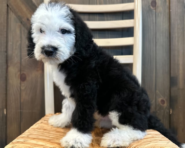 Kip is an F1 Sheepadoodle that should have  and is currently living in Iowa 