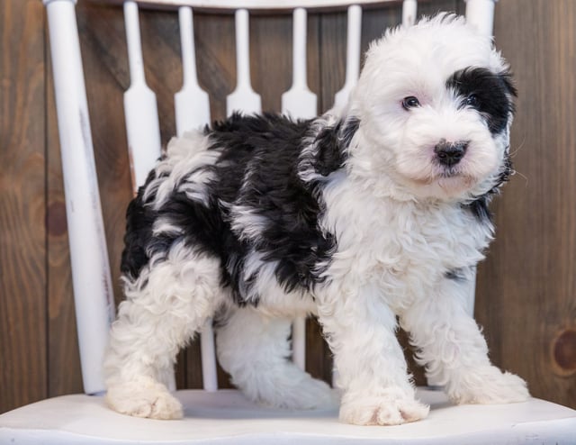 A picture of a Patches, one of our Mini Sheepadoodles puppies that went to their home in Texas