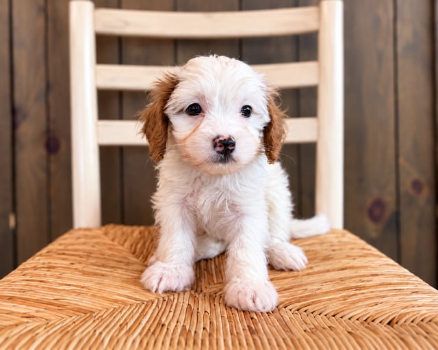 A picture of a Faye, a gorgeous Petite Cavapoos for sale