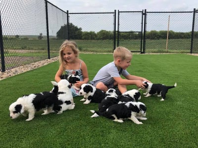 Kids on turf with Mini Sheepadoodle puppies