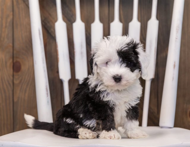 A picture of a Tiana, one of our Mini Sheepadoodles puppies that went to their home in Texas