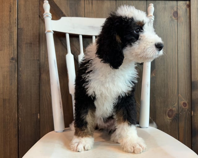 Jane came from Della and Sawyer's litter of F1 Bernedoodles