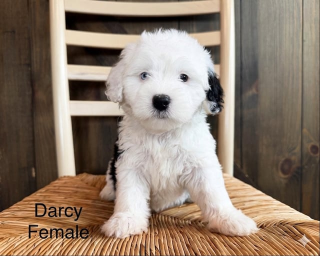 A picture of a Darcy, a gorgeous Mini Sheepadoodles for sale