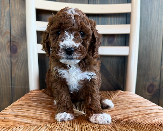 A picture of a Blair, a gorgeous Mini Goldendoodles for sale