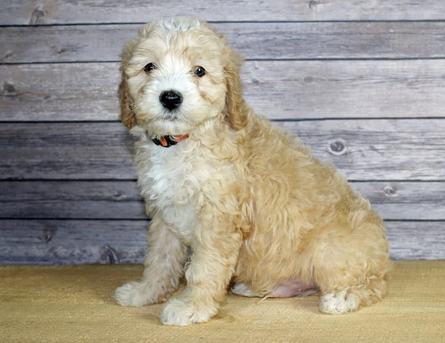 Wilbur came from Wilbur and Ozzy's litter of F1B Bernedoodles