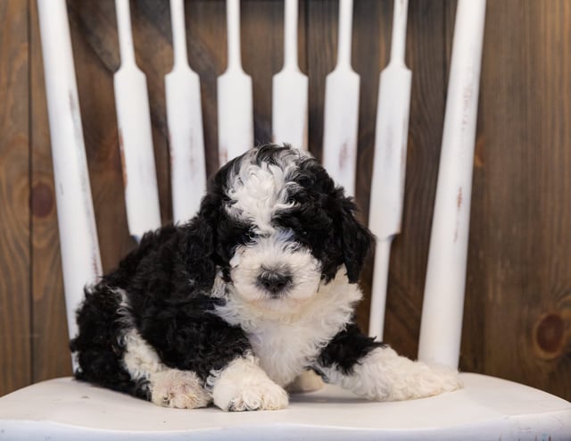 A picture of a Hunt, one of our Mini Sheepadoodles puppies that went to their home in Montana