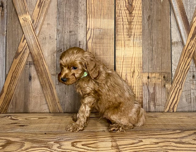 Kane is an F1BB Goldendoodle that should have  and is currently living in North Dakota 