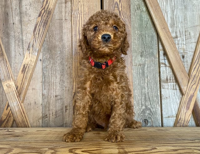 A picture of a Mahomes, a gorgeous Mini Goldendoodles for sale