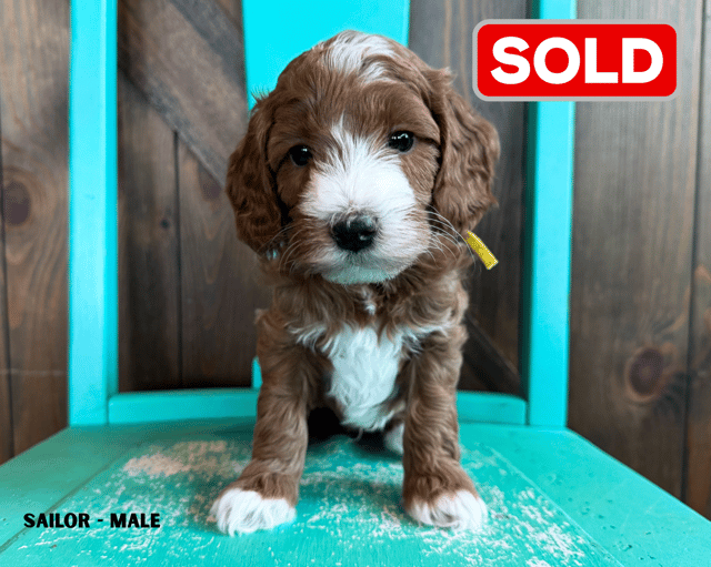 Gorgeous Mini Goldendoodles available for sale!