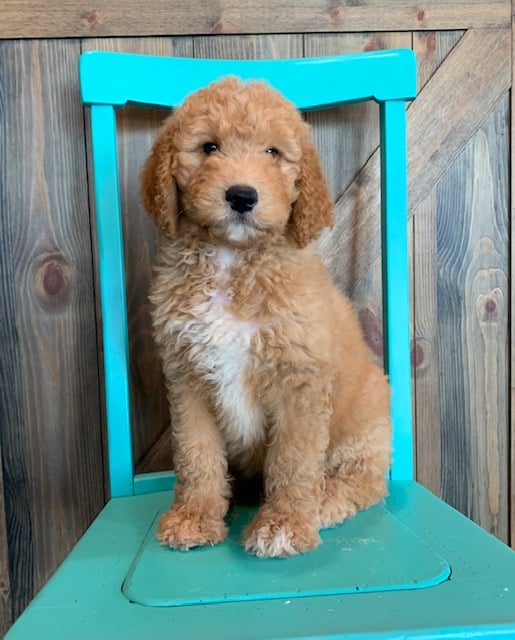 A picture of a Ajay, one of our  s puppies that went to their home in Wisconsin