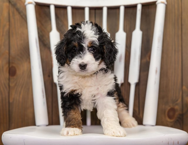 A picture of a Abby, one of our Mini Bernedoodles puppies that went to their home in New Jersey