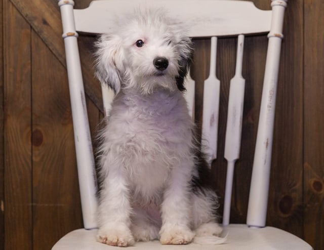 A picture of a Laker, one of our Mini Sheepadoodles puppies that went to their home in Iowa