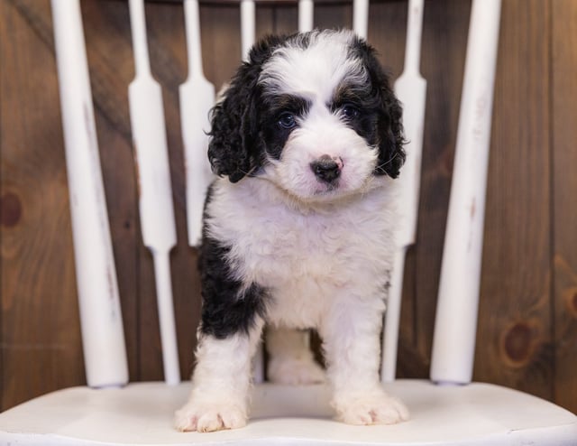 Yello came from Jersey and Parker's litter of F1 Bernedoodles