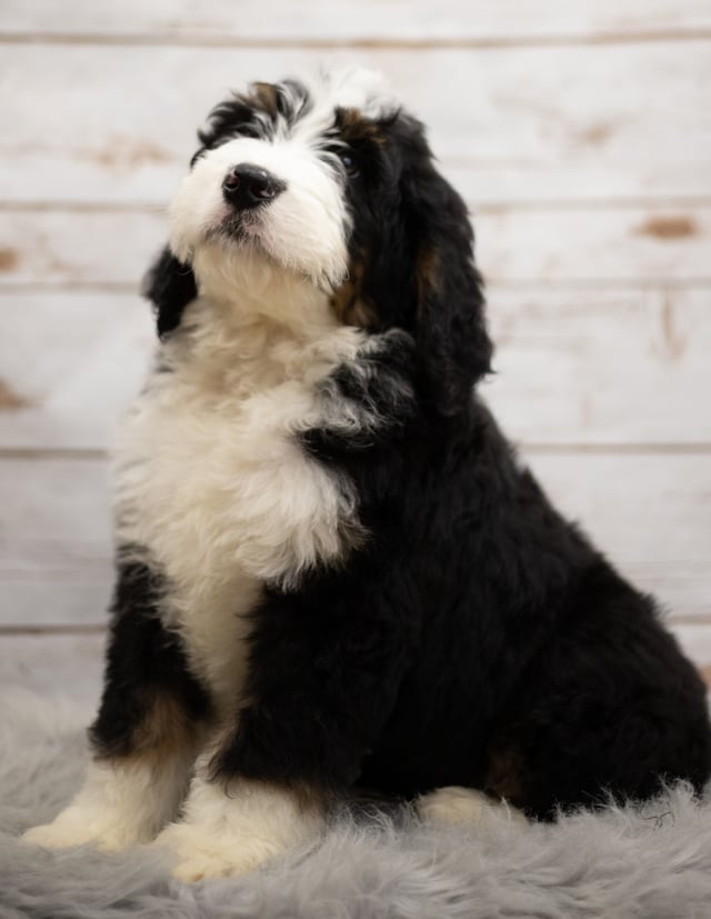 Indi was born on 12/12/2018 and is a Nebraska Bernedoodle