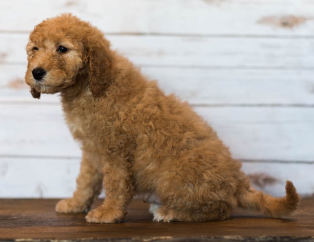 Hanson is an F1B Goldendoodle that should have  and is currently living in Iowa