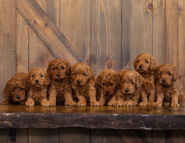 A litter of  Goldendoodles raised in Iowa by Poodles 2 Doodles