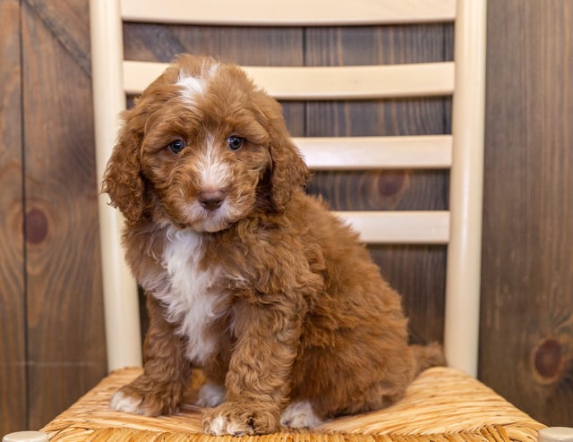 Jane is an Multigen Australian Goldendoodle that should have  and is currently living in Nebraska