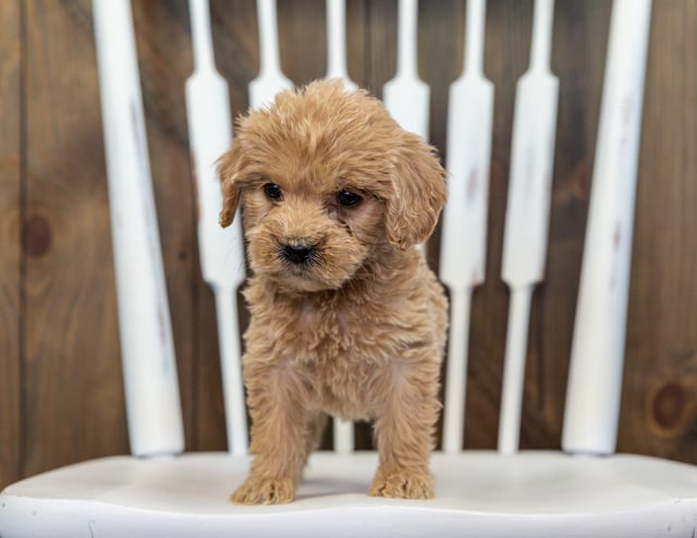 A picture of a Bitsy, one of our Mini Goldendoodles puppies that went to their home in Missouri