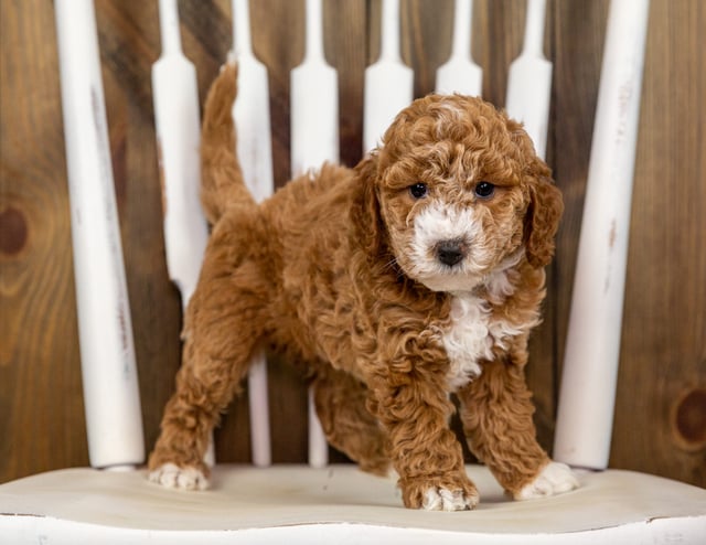 Quala came from Quala and Milo's litter of F1B Goldendoodles