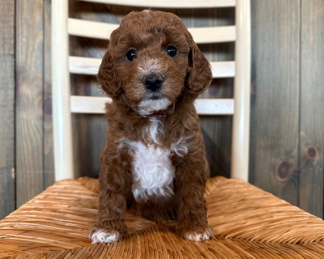 A picture of a Eva, a gorgeous Petite Goldendoodles for sale