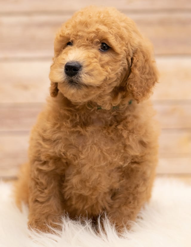 Kyra is an F2B Goldendoodle that should have red and white abstract markings  and is currently living in South Dakota