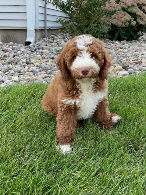 Victor is an F1B Goldendoodle that should have  and is currently living in Florida