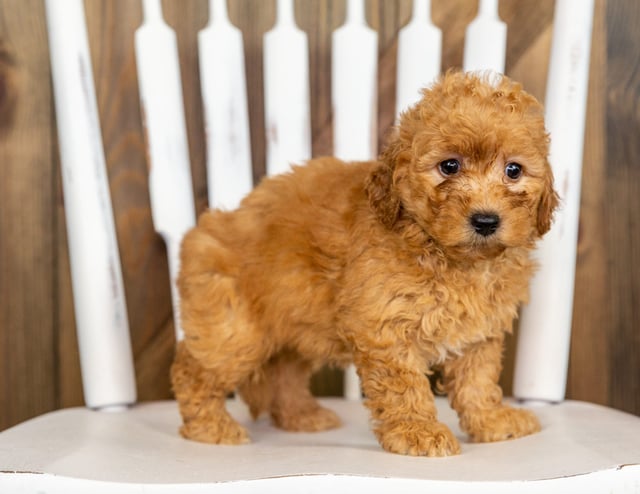 A picture of a Pearl, one of our Mini Goldendoodles puppies that went to their home in Minnesota