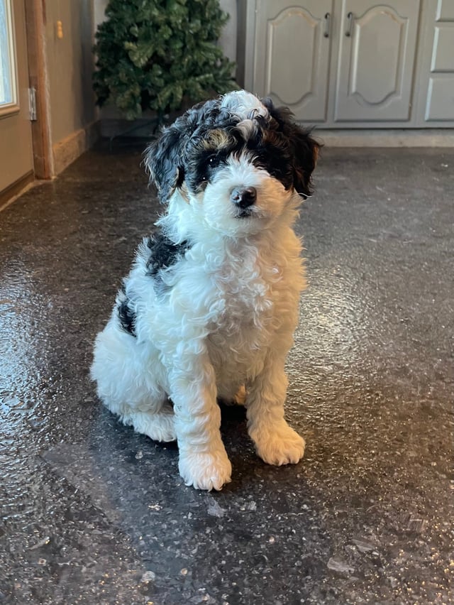 A picture of a Matilda, one of our Mini Bernedoodles puppies that went to their home in California