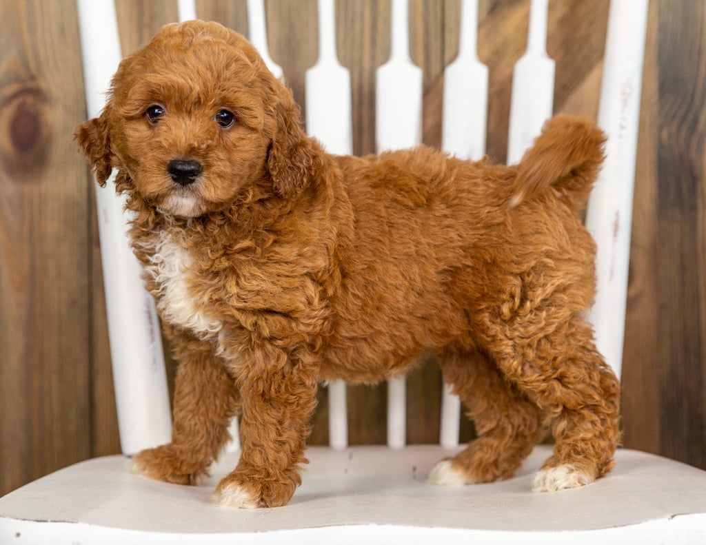 A picture of a Polly, one of our Mini Goldendoodles puppies that went to their home in Iowa
