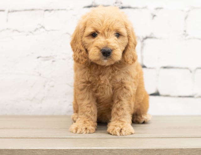 A picture of a Yackie, a gorgeous Mini Goldendoodles for sale