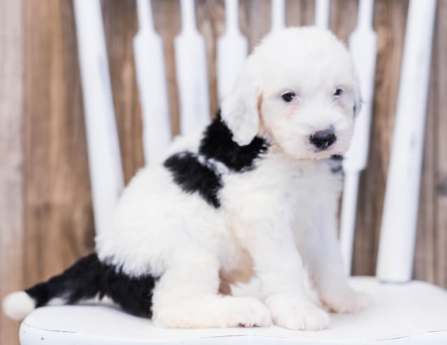 Erik came from Shandy and Bentley's litter of F1 Sheepadoodles