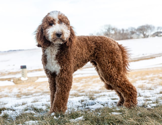 Brandy is an F1B Goldendoodle and a mother here at Poodles 2 Doodles - Best Sheepadoodle and Goldendoodle Breeder in Iowa