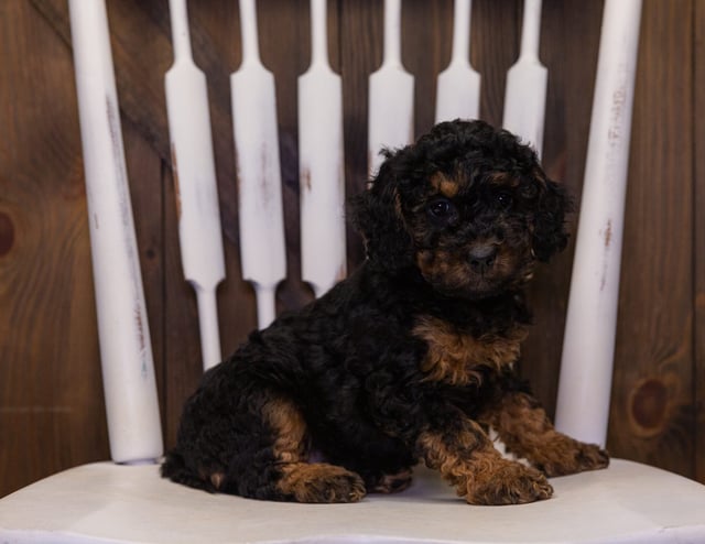 A picture of a Hallie, one of our Mini Bernedoodles puppies that went to their home in Iowa