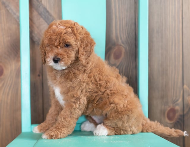 A picture of a Wilma, one of our Mini Goldendoodles puppies that went to their home in Maryland 