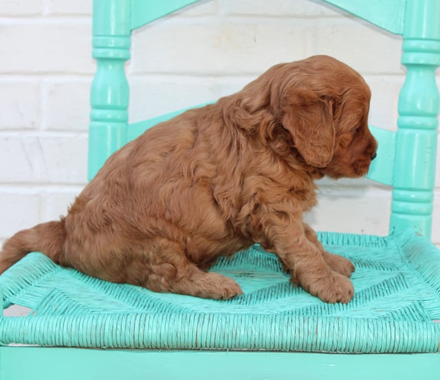 Petey is an Multigen Australian Goldendoodle that should have  and is currently living in South Dakota