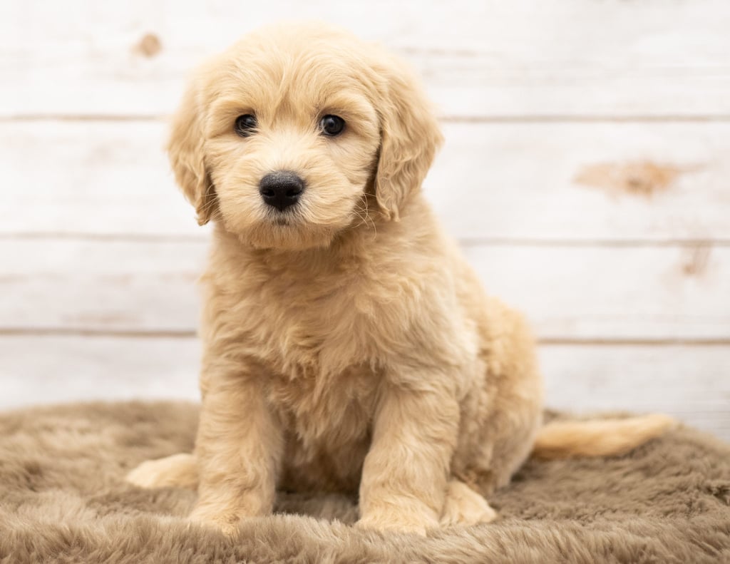 A picture of a Olga, one of our Mini Goldendoodles puppies that went to their home in New York