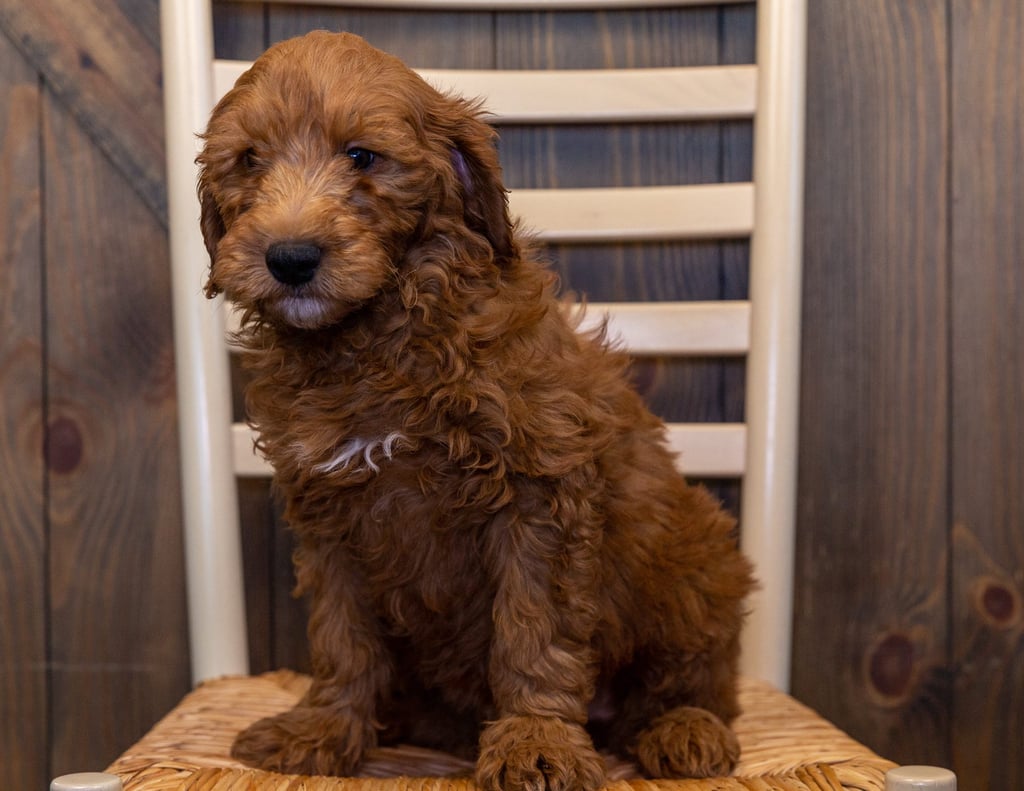 Hermes is an F1 Goldendoodle that should have  and is currently living in Iowa