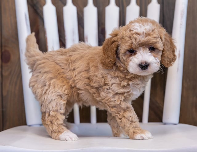 A picture of a Felicia, one of our Petite Bernedoodles puppies that went to their home in New Jersey