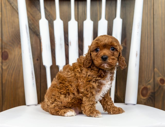 Xyla came from Lucy and Taylor's litter of F1 Cavapoos