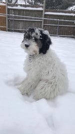 Mini F1 Sheepadoodle