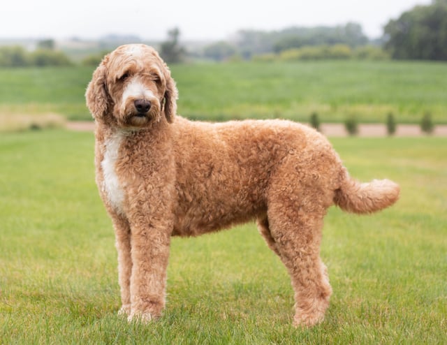 A picture of one of our Goldendoodle mother's, Dallas.